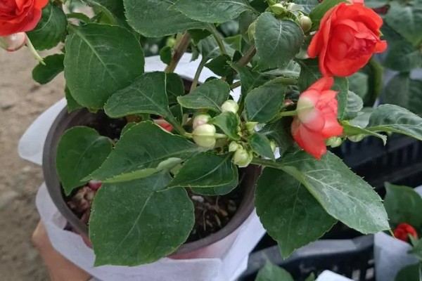 水梅花花骨朵不开就落了的原因，可能是土壤板结所致