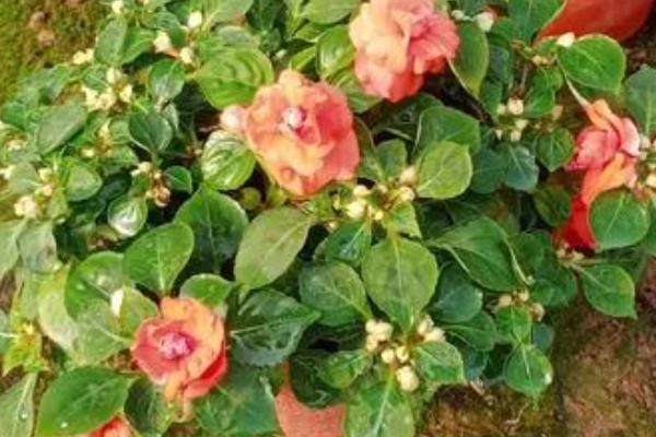 水梅花花骨朵不开就落了的原因，可能是土壤板结所致
