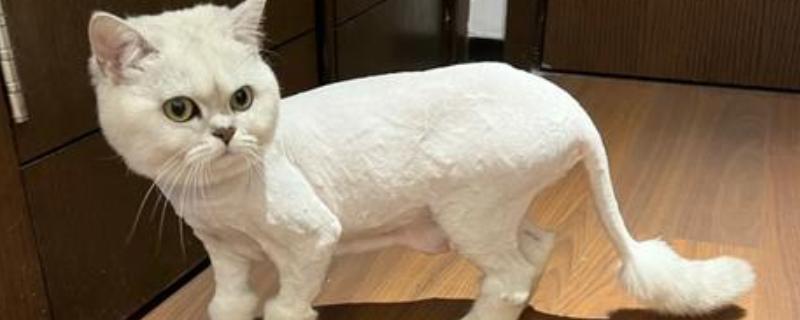 猫咪剃毛的坏处，其皮肤会收到伤害