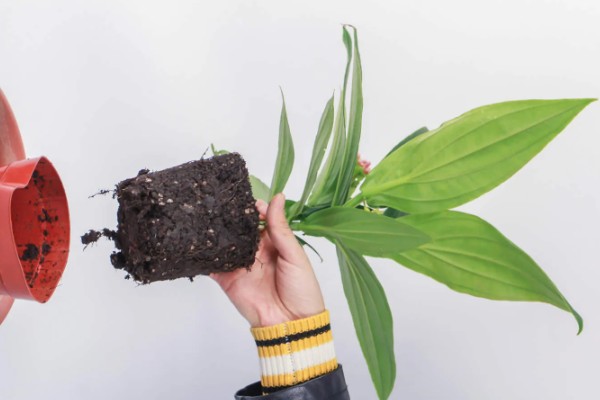 宝莲灯花期能施肥吗,花期可以施肥