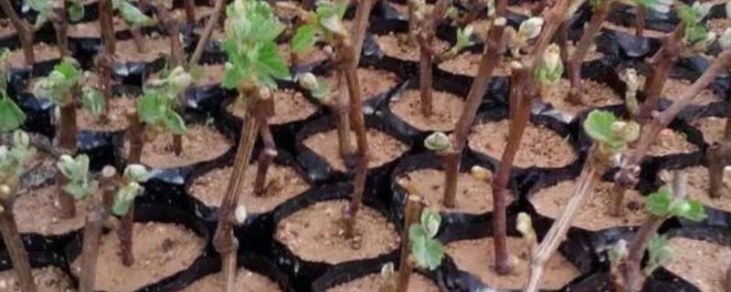 葡萄苗什么时候种植,在秋季种植最好