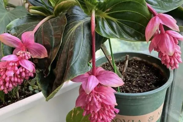 宝莲灯花期能施肥吗,花期可以施肥