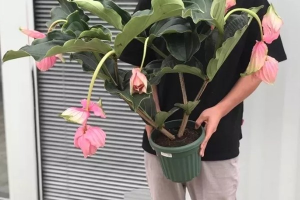 宝莲灯花期能施肥吗,花期可以施肥