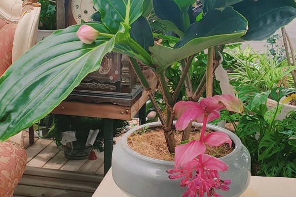 宝莲灯花期能施肥吗,花期可以施肥