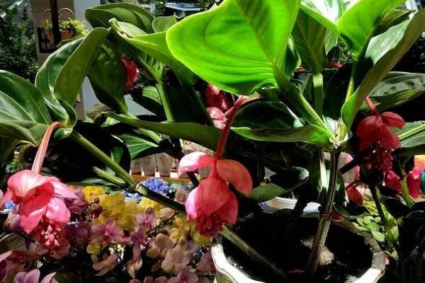 宝莲灯花期能施肥吗,花期可以施肥