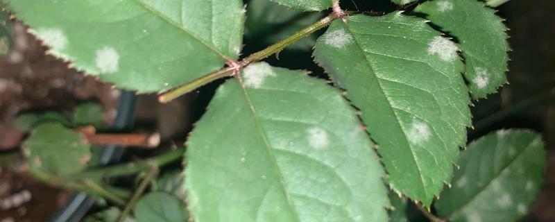 花叶上有白斑霉点怎么处理，要为花卉消毒杀菌