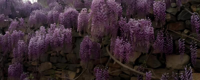 费县紫藤山庄在几月开花，在4月中旬到5月上旬开花