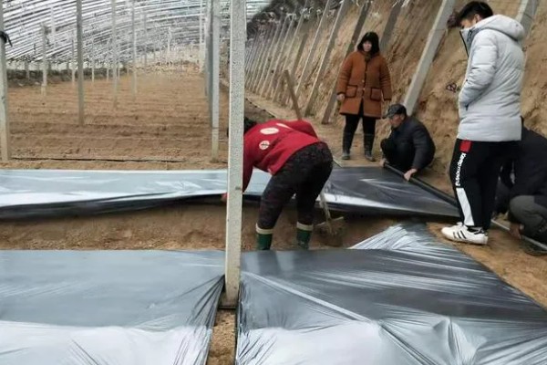 防治番茄叶霉病的方法，降低棚内湿度能起到控制效果