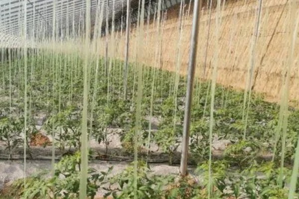 防治番茄叶霉病的方法，降低棚内湿度能起到控制效果