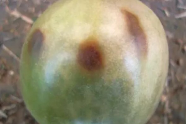 防治番茄叶霉病的方法，降低棚内湿度能起到控制效果