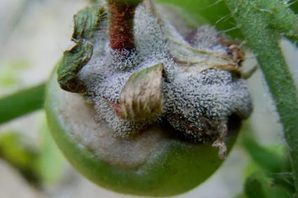 防治番茄叶霉病的方法，降低棚内湿度能起到控制效果