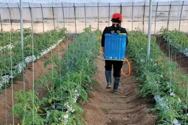 防治番茄叶霉病的方法，降低棚内湿度能起到控制效果
