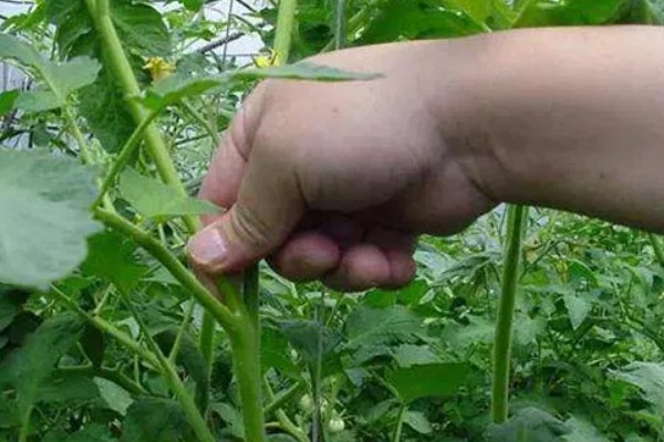 防治番茄叶霉病的方法，降低棚内湿度能起到控制效果
