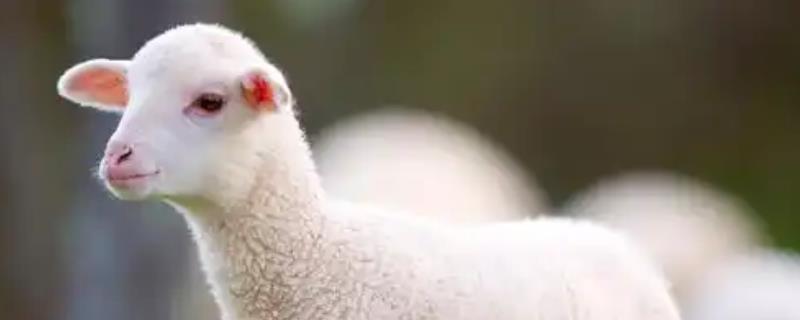 羊羔拉绿稀怎么处理，可口服土霉素和乳酶生