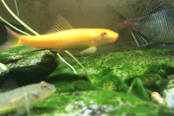 金苔鼠鱼喂食的方法，有水藻的话可以不投喂食物
