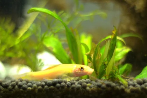 金苔鼠鱼喂食的方法，有水藻的话可以不投喂食物