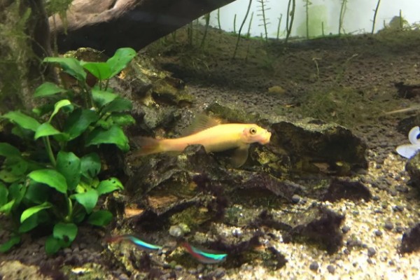金苔鼠鱼喂食的方法，有水藻的话可以不投喂食物
