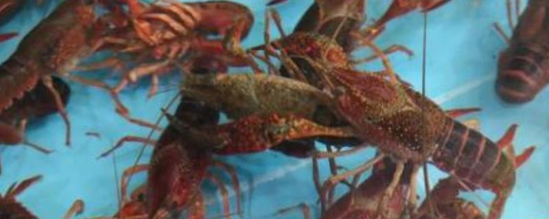 小龙虾头部里的黄是什么东西，是小龙虾的肝脏、腺体