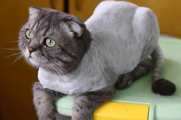 猫咪剃毛的坏处，其皮肤会收到伤害