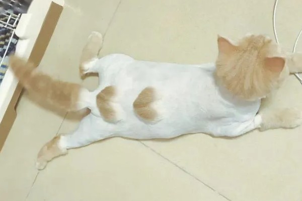 猫咪剃毛的坏处，其皮肤会收到伤害