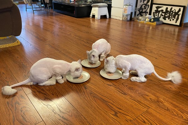 猫咪剃毛的坏处，其皮肤会收到伤害