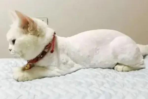 猫咪剃毛的坏处，其皮肤会收到伤害
