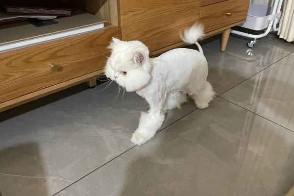 猫咪剃毛的坏处，其皮肤会收到伤害