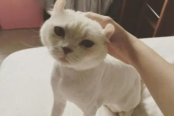 猫咪剃毛的坏处，其皮肤会收到伤害