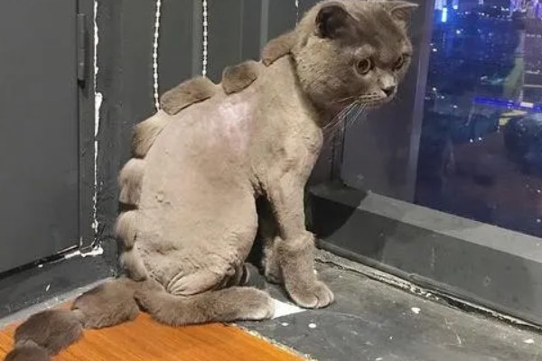 猫咪剃毛的坏处，其皮肤会收到伤害