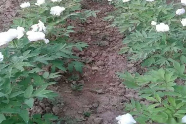 油用牡丹的产地，产地有山东菏泽、河南洛阳等地