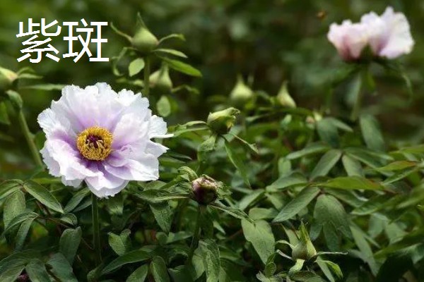 油用牡丹的产地，产地有山东菏泽、河南洛阳等地