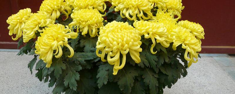 怎么养殖菊花，春秋季节每隔3天浇一次水