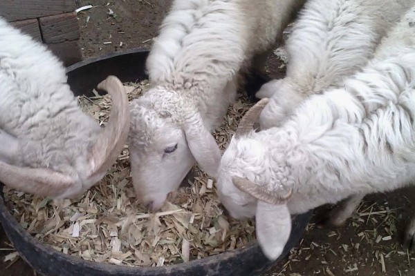 羊羔拉绿稀怎么处理，可口服土霉素和乳酶生