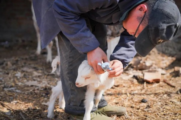 羊羔拉绿稀怎么处理，可口服土霉素和乳酶生