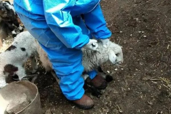 羊羔拉绿稀怎么处理，可口服土霉素和乳酶生