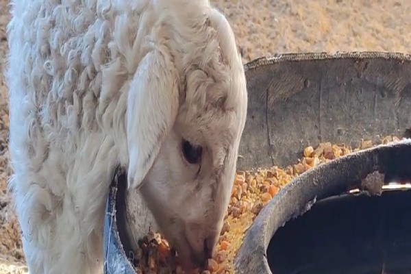 羊羔拉绿稀怎么处理，可口服土霉素和乳酶生