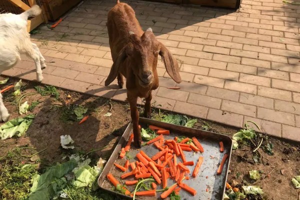 羊羔拉绿稀怎么处理，可口服土霉素和乳酶生