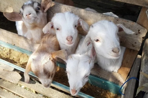 羊羔拉绿稀怎么处理，可口服土霉素和乳酶生