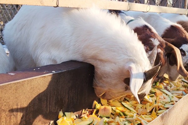 羊羔拉绿稀怎么处理，可口服土霉素和乳酶生