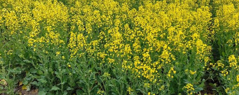 为什么油菜不能夏天种，幼苗在高温环境下无法生存