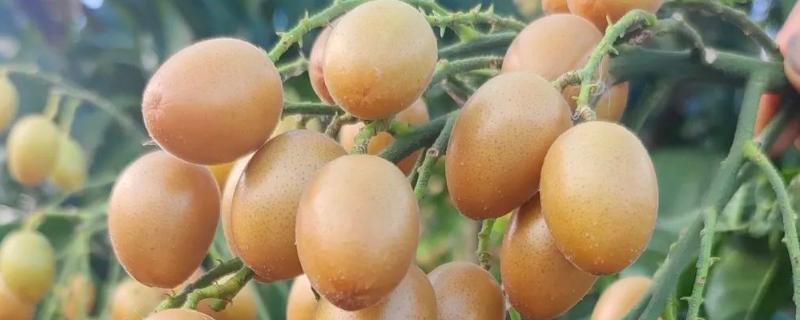 黄皮果的冬季管理技术，将其搬入温暖的室内进行养护