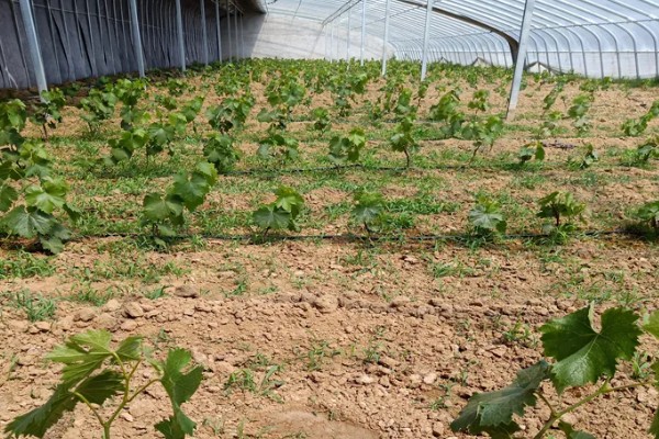 葡萄苗什么时候种植,在秋季种植最好