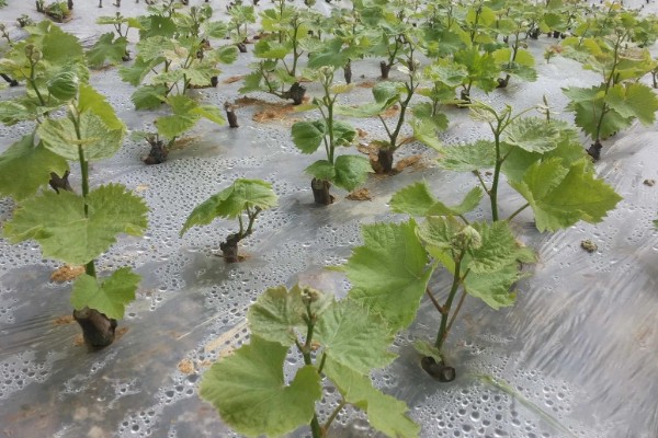 葡萄苗什么时候种植,在秋季种植最好