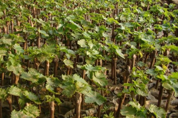 葡萄苗什么时候种植,在秋季种植最好