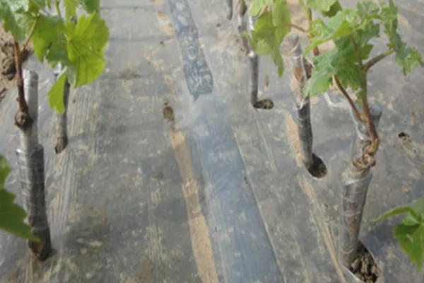 葡萄苗什么时候种植,在秋季种植最好