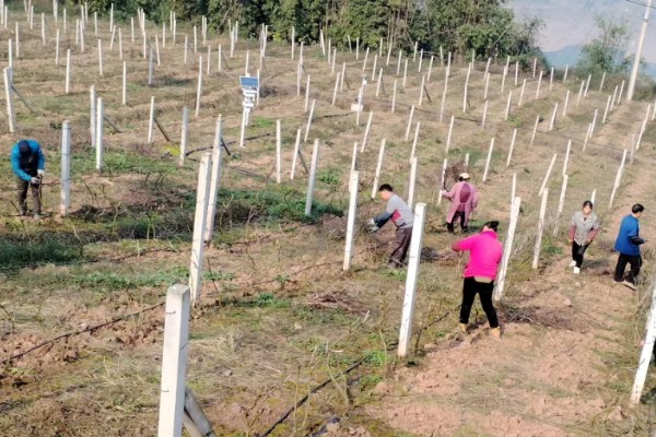 葡萄苗什么时候种植,在秋季种植最好