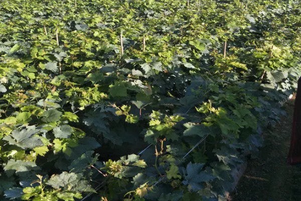 葡萄苗什么时候种植,在秋季种植最好