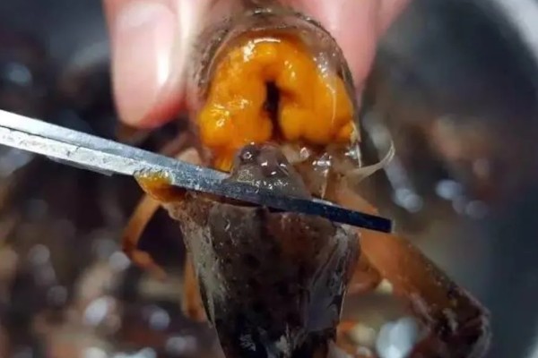 小龙虾头部里的黄是什么东西，是小龙虾的肝脏、腺体