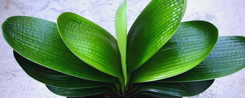 君子兰怕不怕晒，君子兰怕晒