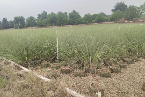 矮蒲苇的种植方式，适宜栽种在园林或岸边